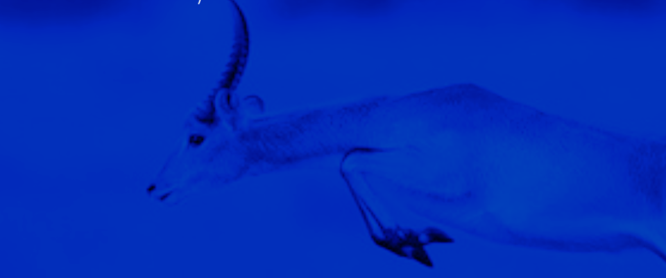 Estudio empresas gacela y alto rendimiento